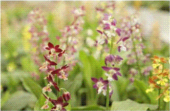 薬用育毛剤 花蘭咲（からんさ）のエビネエキス